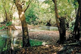 Image result for Teramnus micans