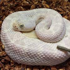 Crotalus Atrox Snow Snake Venom Snake