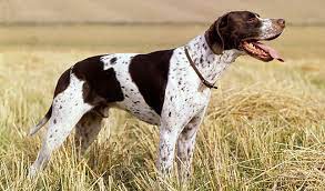 In computer science, a pointer is an object in many programming languages that stores a memory address. Pointer Dog Breed Information