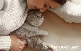 Scottish Fold Ilanlari Ve Ozellikleri Sahibimolurmusun Com