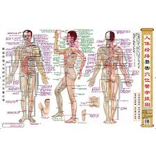 Timeless Cupping Points Chart Pdf Acupuncture Anatomy Chart