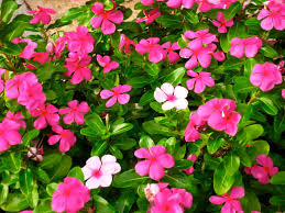 Form is oval to rounded. Pin By Susie Mercado On Fleurs Jardins Deer Resistant Garden Deer Resistant Plants Planting Flowers