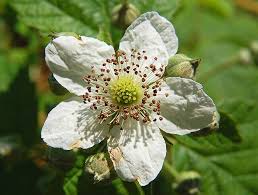 Image result for Rubus kirungensis