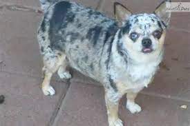 We did not find results for: Meet Misty A Cute Chihuahua Female For Sale For 400 Beautiful Blue Merle Chihuahua See Her On My Websit Chihuahua Puppies For Sale Chihuahua Chihuahua Love