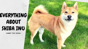 However, the shiba inu token seeks to do much more than it's doggy themed counterpart. What You Should Know Before Getting A Shiba Inu Super Shiba Youtube