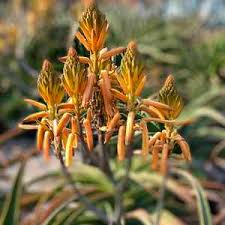 Image result for Aloe bukobana