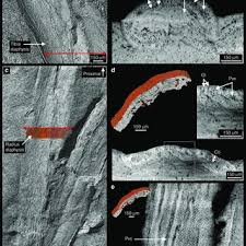 Start studying long bone structure (3d). Virtual Long Bone Histology Of Mpcm Lh 26189 B A 3d Model Of The Tibia Download Scientific Diagram