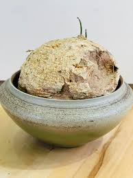 Image result for Pyrenacantha kaurabassana