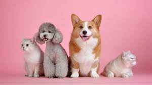 Though 24petwatch does not buck this trend, it does a much better job of presenting real policy specifics on its website than the majority of other insurers. 5 Best Pet Insurance Companies In The Usa Barking Out Loud