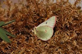 Image result for Colias tyche