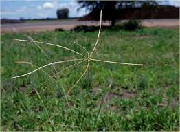 Image result for Enteropogon prieurii