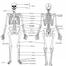 Skeleton Diagram And Labeled Printable Human Skeleton Diagram Labeled Unlabeled And Blank In 2020 Human Anatomy Chart Kids Worksheets Printables Human Body Diagram