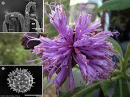 Image result for Ethulia vernonioides