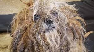 This morning, all the pets in our shelter received christmas gifts thanks to our amazing followers! Abandoned Neglected Dogs Brought To Brevard Animal Shelters Ahead Of New Year