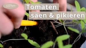 Vorzugsweise in den monaten februar und märz. Tomaten Saen Und Pikieren Mdr Garten Youtube