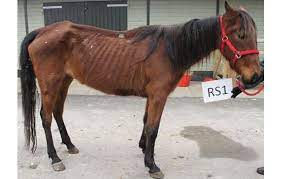 Kelsey allonge and her mom were headed to a flea market when they noticed something lying at the side of the road. Most Emaciated Horse Ever Seen Makes Full Recovery Thanks To Charity Horse Hound