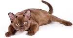 Lost cat: Chocolate Burmese cat called Thornton ...