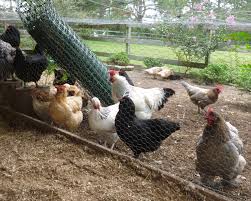 No not at all, in fact free. Cold Season Crops Planting A Garden In Your Chicken Run Fresh Eggs Daily