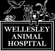 Together, we will pursue great customer service on each individual client and their pets whom we will serve. Wellesley Animal Hospital Veterinarians In Wellesley
