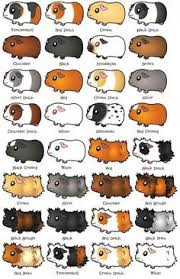 Guinea Pig