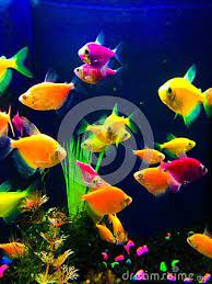 Neon Colorful Fish Aquarium Glow Fish Pretty Fish Fish