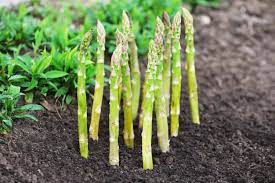 Weeds make asparagus harvest more difficult. Asparagus Growing Calendar