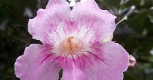 Image result for Podranea