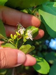 Image result for Cordia afra