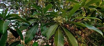 Image result for Rauvolfia afra