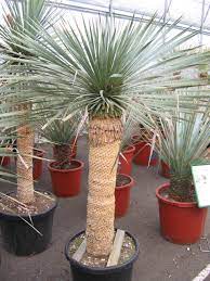 Check spelling or type a new query. 6 Superbes Plantes Grasses Exterieur Resistant Au Gel Plante Grasse Exterieur Plantes Grasses Amenagement Jardin Cailloux