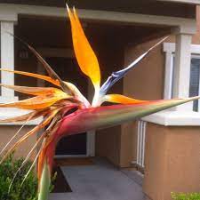 Bird Of Paradise Flower Found Some Here On Guam But They Cost 116 Bucks Birds Of Paradise Flower Birds Of Paradise Flowers