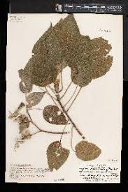 Image result for Croton macrostachyus