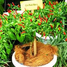 Benih padi terbaik di indonesia saat ini banyak di cari oleh petani di berbagai daerah di dunia termasuk negara yang selalu mencari juga seperti cara merendam benih padi, cara merendam benih padi yang benar, cara penyemaian benih padi, cara semai benih cili padi, daftar harga benih padi. Berkebun Sebagai Hobi Benih Cili Bara