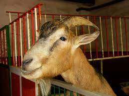 Had to be put down due to health reasons on wednesday 21st april. Why The Mascot For Koln F C Is A Goat Named Hennes