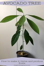 Check spelling or type a new query. How To Care For Avocado Trees And Produce Your Own Fruits In 2021 Avocado Plant Avocado Tree Money Tree Plant