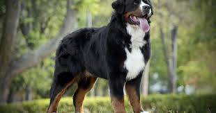 Image result for jurský honič