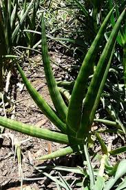 Image result for Sansevieria pearsonii