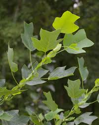 Image result for Liriodendron tulipifera