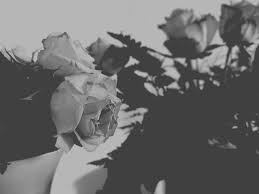 Black And Grey Aesthetic Roses Flower Aesthetic Black Grey Black And White Aesthetic Black Aesthetic Flower Aesthetic