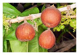 Image result for Vangueria proschii