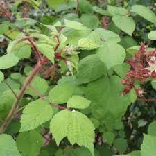 Japanische Weinbeere Pflanzen Beeren Bepflanzung