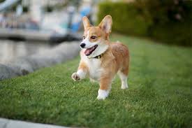 Pembroke Welsh Corgi Dog Breed Information Pictures