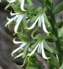 Image result for Bonatea pulchella