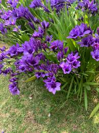 Image result for Babiana