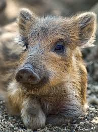 Svinka Fotka Vivo Sk Animals Wild Animals Beautiful Cute Animals