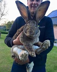 Accessed through the rabbit fullbottle, its best match is the tank halfbody. Are Flemish Giant Rabbits Good Pets Learn Natural Farming