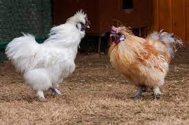 Check spelling or type a new query. The 9 Rarest Chicken Breeds In The World Chickens And More