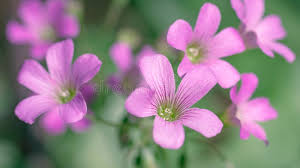 Image result for Oxalis debilis