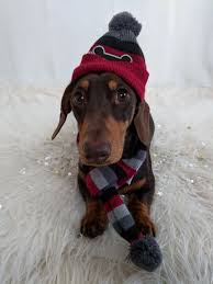Find local dachshund puppies for sale and dogs for adoption near you. Happenss Schmitt Minaturedachshund Love Dachshund Minaturedoxie Puppy Cute Doxie Dog Adorable Dachshund Dog Wiener Dog Cute Puppies