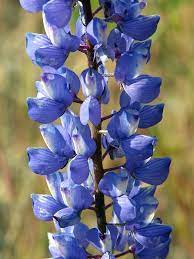 Lupinus Benthamii Bentham S Lupine Pretty Flowers Plants Lupines